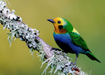 Western and Central Andes of Colombia Private Photographic Birding Tour