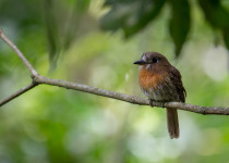 Western and Central Andes of Colombia Private Photographic Birding Tour
