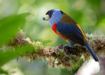 Western and Central Andes of Colombia Private Photographic Birding Tour