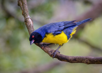 Western and Central Andes of Colombia Private Photographic Birding Tour