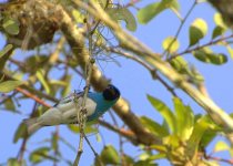 Minca Foothills Birding Day Trip