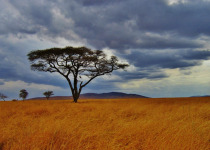 9-Day Northern Tanzania Birding and Wildlife Safari