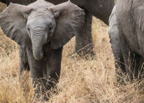 9-Day Northern Tanzania Birding and Wildlife Safari