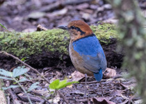 7-Day Kerinci, Tapan Road and Lake Kaco Birding Tour