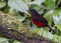 7-Day Kerinci, Tapan Road and Lake Kaco Birding Tour