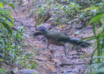 7-Day Kerinci, Tapan Road and Lake Kaco Birding Tour