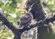 7-Day Kerinci, Tapan Road and Lake Kaco Birding Tour