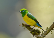 Cusco Birding and Photography with Fisher Chavez
