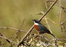 Cusco Birding and Photography with Fisher Chavez
