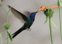 Cusco Birding and Photography with Fisher Chavez