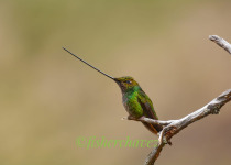 Abra Malaga Cloud Forest Birding with Fisher Chavez