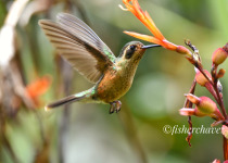 Manu Road Birding and Photography with Fisher Chavez