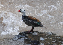 Sacred Valley and Machu Picchu Birding with Fisher Chavez