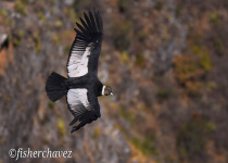 Sacred Valley and Machu Picchu Birding with Fisher Chavez