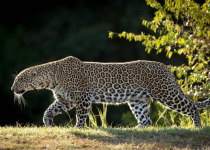 17-Day Tanzania Bird and Wildlife Photographic Safari