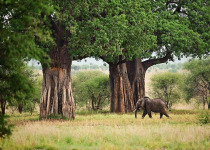 17-Day Tanzania Bird and Wildlife Photographic Safari