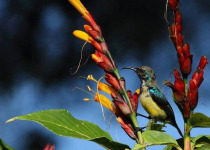 Tanzania Canoe and Birding Safari