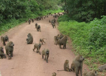 Tanzania Canoe and Birding Safari