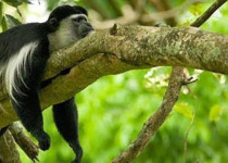 Tanzania Canoe and Birding Safari