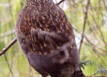 Private Mishmi Hills Birding with Firoz Hussain