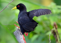 14 Days Uganda Birding and Wildlife Photography Safari