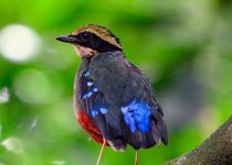16 Days Uganda Birding and Wildlife Photography Tour