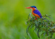 16 Days Uganda Birding and Wildlife Photography Tour