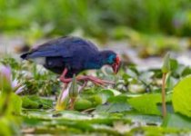 16 Days Uganda Birding and Wildlife Photography Tour