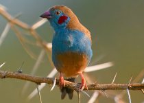 16 Days Central, Northern and Western Kenya Birding