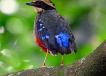 16 Days Central, Northern and Western Kenya Birding
