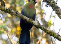 16 Days Central, Northern and Western Kenya Birding