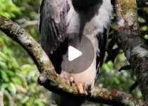 Private Harpy Eagle Birding and Photography with Elvis Felipe Quintero