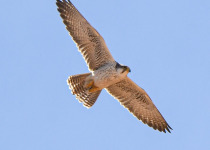 Birding Tours in Morooco Atlas And Sahara