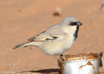 Birding Tours in Morooco Atlas And Sahara