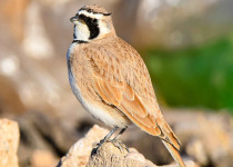 Birding Tours in Morooco Atlas And Sahara