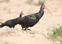 10 Day Birding Tour to Atlas Mountains and the Sahara