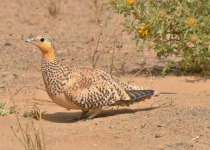 10 Day Birding Tour to Atlas Mountains and the Sahara