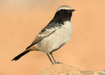 Birdwatching Tours to the Atlas Mountains