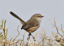 Birdwatching Tours to the Atlas Mountains