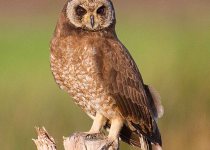 Birdwatching tours To The Northern of Morocco & Zaida plain