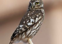 Birdwatching tours To The Northern of Morocco & Zaida plain