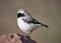Birdwatching tours To The Northern of Morocco & Zaida plain