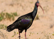 Grand Birding Tours 2 weeks in Morocco