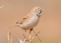 Grand Birding Tours 2 weeks in Morocco