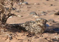 Birding Tours In Merzouga