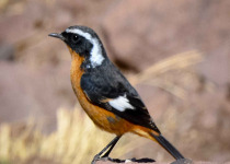 Birding Tours in Morooco Atlas And Sahara