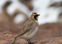 Birdwatching tours To The Northern of Morocco & Zaida plain
