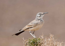 Grand Birding Tours 2 weeks in Morocco