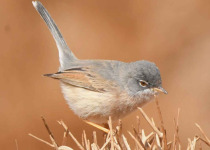 Birding Tours In Merzouga