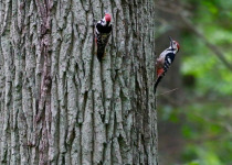 Woodpeckers and Owls of Białowieża Forest